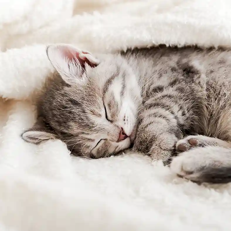 Pet Cube Kitten Sleeping