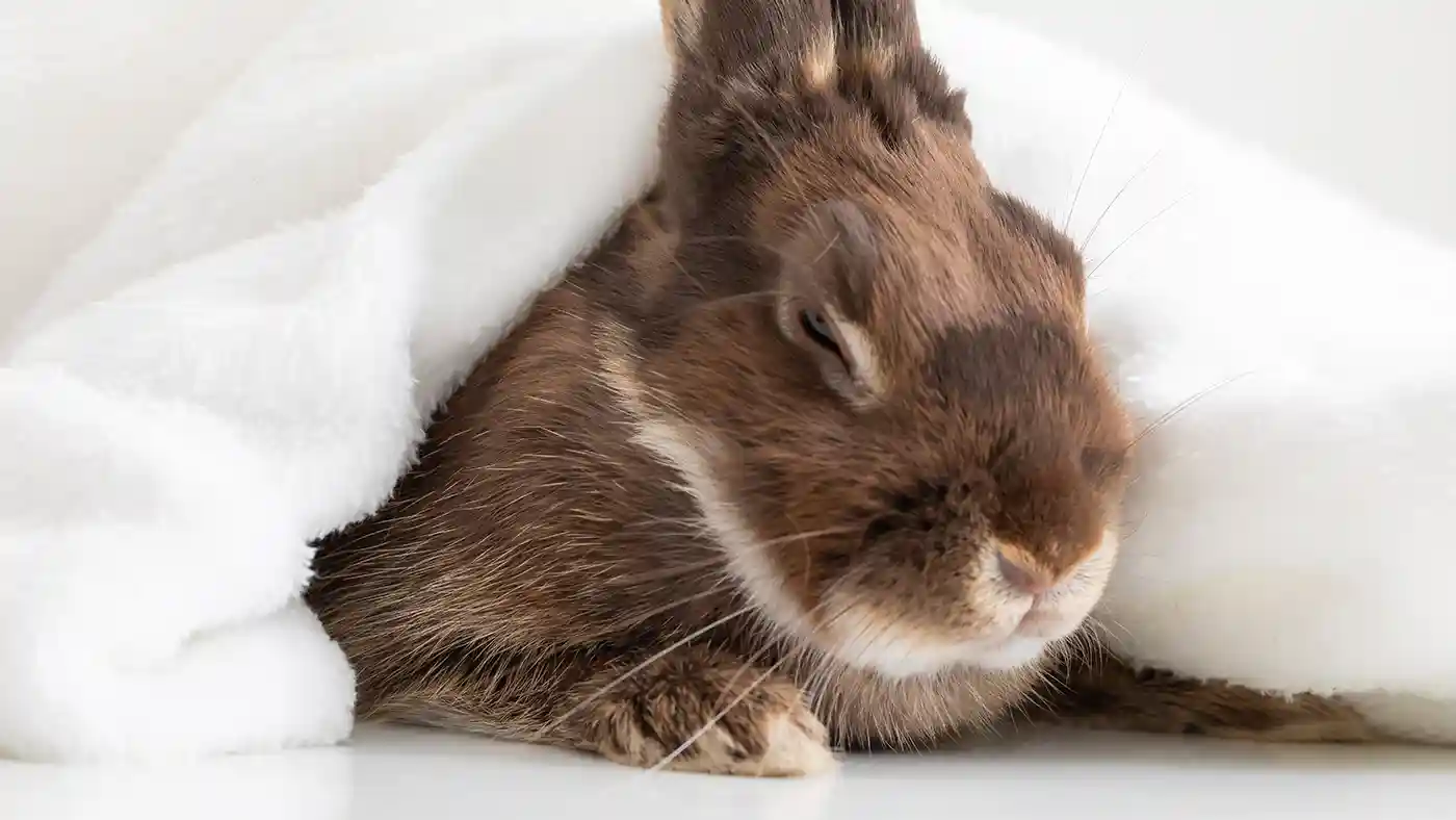 Calm Cube Pet Sleepy Bunny